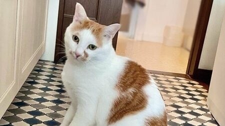 “前世は凄腕の料理人”！？にゃんこが見せた驚きの“器用な姿”に「中に人が入ってそう」「手慣れしてますね、常習犯かな？」と話題に【激かわアニマル奇跡の瞬間 年末スペシャル にゃんこ一気見せ！】