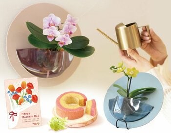 母の日に“壁にも飾れる胡蝶蘭”を提案、2WAYで楽しめるミディ胡蝶蘭「HALO」を展開【おいもや】