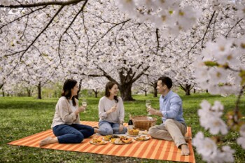 パティーナ大阪、大阪城公園での花見体験を新たに提案