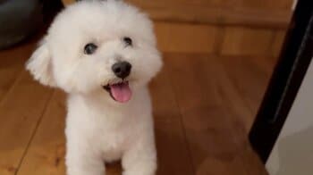 「空飛べそう」トイプードルが耳をぴょこぴょこさせる姿がかわいすぎる！器用な動きに「お話聞いてるのかな？」【激かわアニマル奇跡の瞬間】