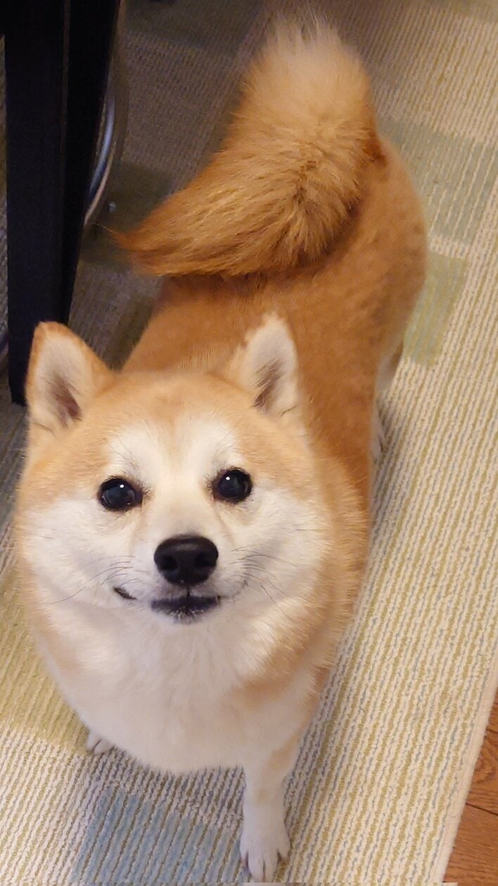 カメラに向かってニコッ！“笑顔”を見せる柴犬が話題！「幸せそうなお顔」と癒される人が続出【激かわアニマル奇跡の瞬間】 | めざましmedia |  “好き”でつながる