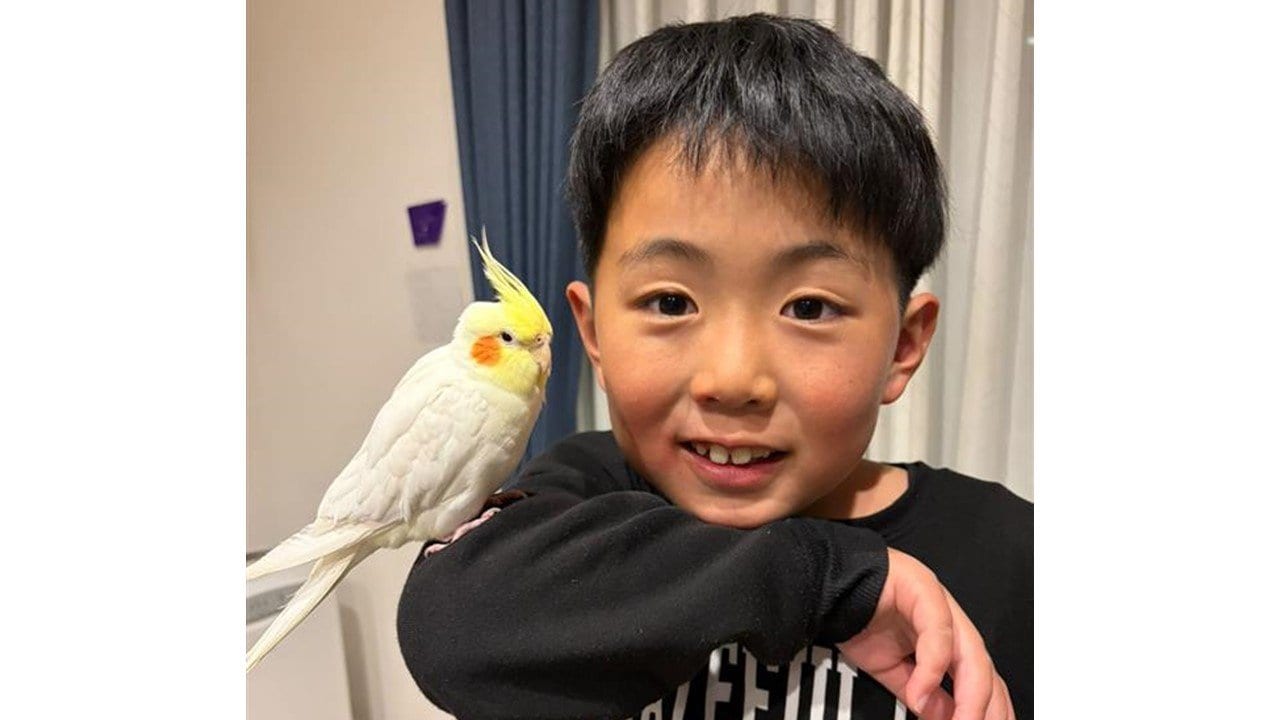 笑いとまらん」男の子の宿題を邪魔するオカメインコに反響！熱視線を