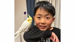 「笑いとまらん」男の子の宿題を邪魔するオカメインコに反響！熱視線を送り遊んでもらう姿に「どっちも天使？」【激かわアニマル＆キッズ奇跡の瞬間】
