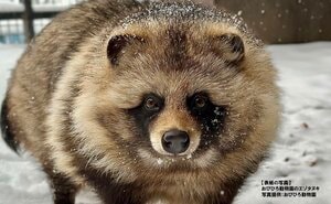 もふもふ感がたまらない　注目度上昇中のタヌキを徹底解剖！生態から全国の動物園まで網羅した『タヌキまるごとBOOK』が5月1日に発売