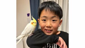 「笑いとまらん」男の子の宿題を邪魔するオカメインコに反響！熱視線を送り遊んでもらう姿に「どっちも天使？」【激かわアニマル＆キッズ奇跡の瞬間】