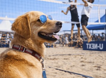 愛犬と行くスポーツ観戦！ビーチバレー大会観戦イベント開催!