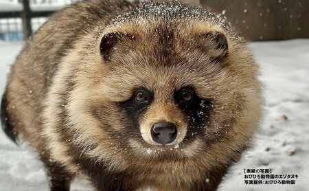 もふもふ感がたまらない　注目度上昇中のタヌキを徹底解剖！生態から全国の動物園まで網羅した『タヌキまるごとBOOK』が5月1日に発売