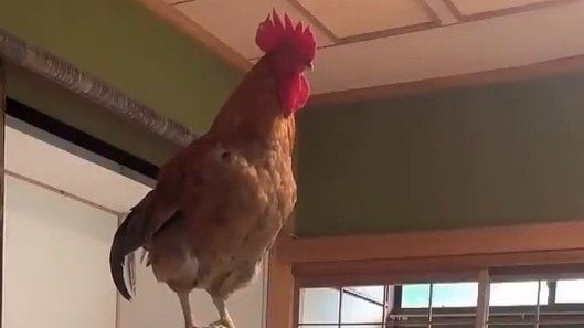 「初めて見た！」ニワトリと島で暮らすピアニストの“ある動画”が大反響！「普通の飼い方ではありません」美しいメロディーを奏でている頭上で…驚きの光景に注目【BUZZコレ】