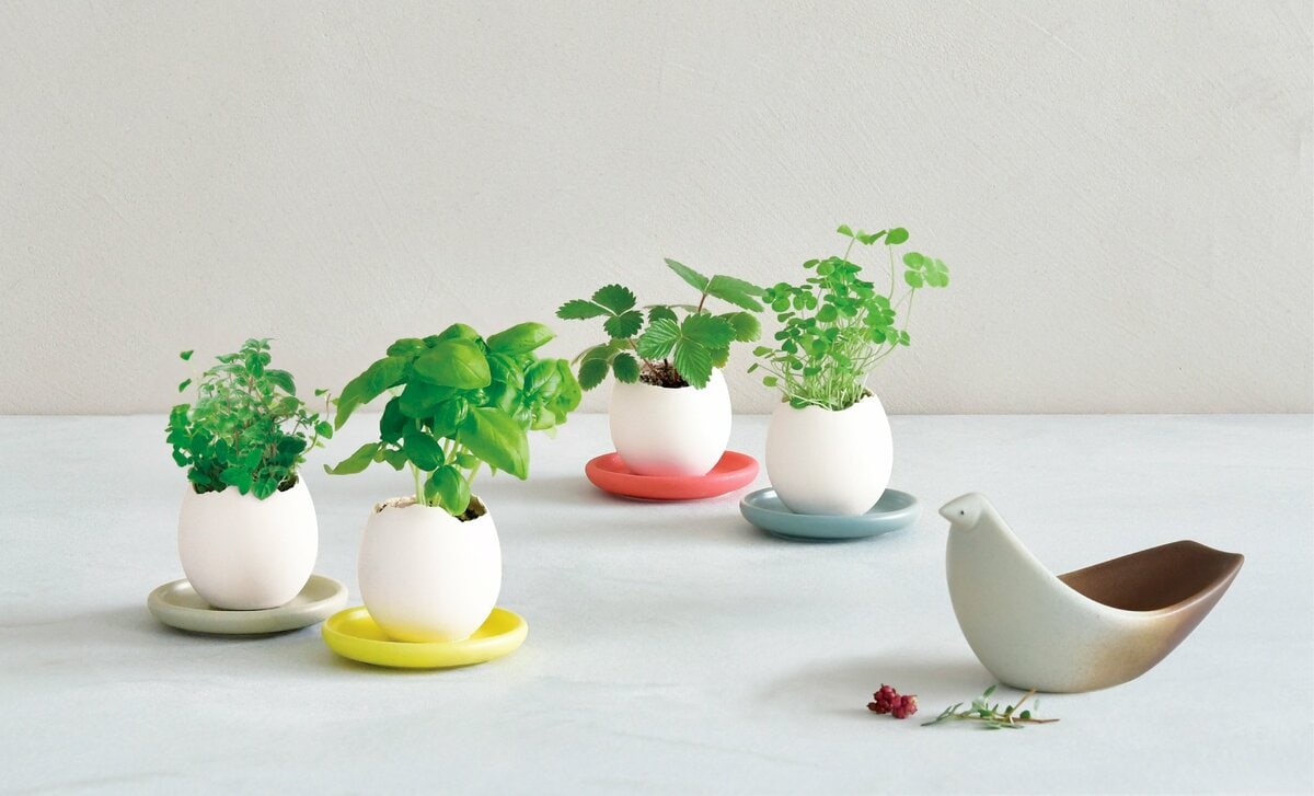 レア　高品質　ファントム　ゼウスシトリン　卵　egg 1999年誕生、栽培キット第一号「eggling」ロングセラー商品に、待望の