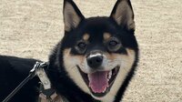 柴犬が初対面の小さな生き物に“ビビり挨拶”する姿に反響！怖いけど気になる…絶妙な距離感で葛藤する様子に「大胆さと臆病さのバランスが面白い」【激かわアニマル奇跡の瞬間】