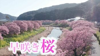 全国の早桜き桜スポットTOP5　温泉街の湯けむりと桜並木の組み合わせにうっとり