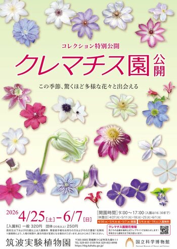 【国立科学博物館 筑波実験植物園】コレクション特別公開「クレマチス園公開」開催および報道内覧会のご案内