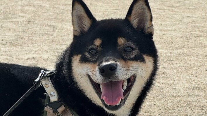 柴犬が初対面の小さな生き物に“ビビり挨拶”する姿に反響！怖いけど気になる…絶妙な距離感で葛藤する様子に「大胆さと臆病さのバランスが面白い」【激かわアニマル奇跡の瞬間】