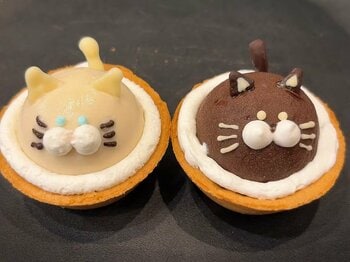 【大阪発】保護猫カフェが挑む「美味しい支援」第二弾｜希少豆マチュピチュコーヒーと猫モチーフタルトで猫たちを救う！