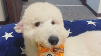 思わずクセになる！？「盗撮してたら…」飼い主と遊びたいわんこの“そろりそろり”な姿が話題！神妙な面持ちとブレない体勢に「ちょっとホラー感あるのなぜ笑」【激かわアニマル奇跡の瞬間】