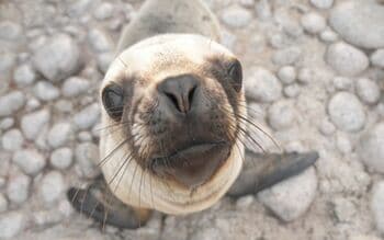 膝の上でうっとり！甘えん坊のオタリアが駆け寄って密着してくるかわいい姿をスタッフ目線で撮影【激かわアニマル奇跡の瞬間】