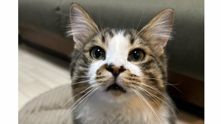 おっとり猫がおやつ中に突然ムキムキに！？「絶対逃がさない」強い意志を感じるたくましい肉体に「中に人が入ってそう」と反響【激かわアニマル奇跡の瞬間】