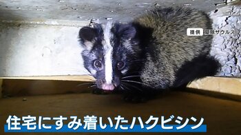 【出没】都市部で増加する“アーバンアニマル” 空き家でハクビシンやアライグマ繁殖も…遭遇時の対処法は？