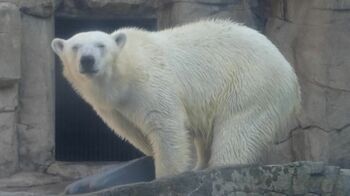 水泳選手も驚く！？大ジャンプを見せたホッキョクグマ　エサよりも新しいおもちゃに興味津々！【激かわアニマル奇跡の瞬間】