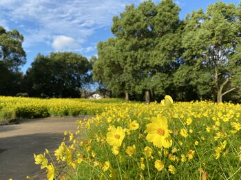 「秋の花物語」開催（国営木曽三川公園　木曽三川公園センター）