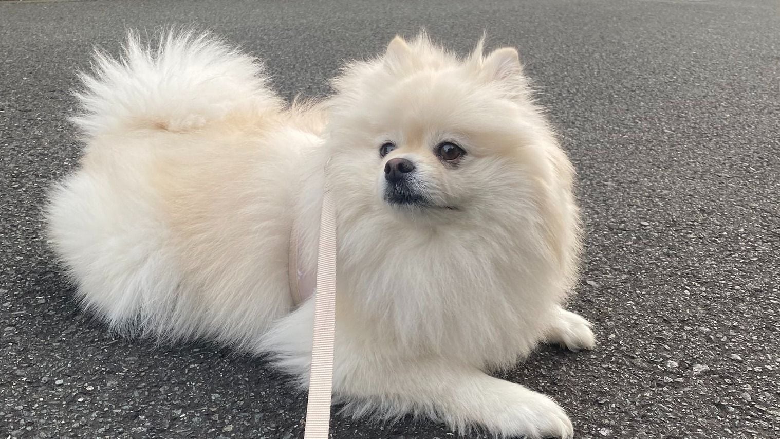 嫉妬してるの？視線が気になる…3歳の甘えん坊なポメラニアンの“ガン見