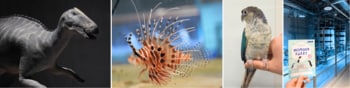 魚のヒレや恐竜から生物たちのワンダーに迫る３つの新展示！AOAO SAPPORO開業３周年！「アオアオサッポロ大進化」を開催