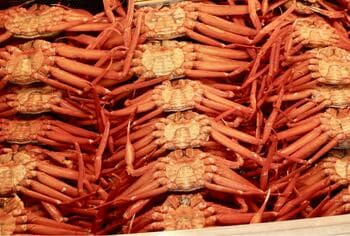 【今季食べ納め！】富山・能登の「旬」が結集。希少な紅ズワイガニ食べ放題＆能登牡蠣のガンガン焼きを楽しめる『カニとカキの直売所』が4月4日より期間限定オープン！