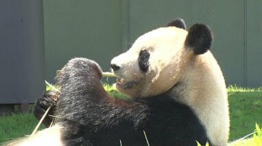 パンダに会えなくなる！？和歌山・アドベンチャーワールドの全4頭返還