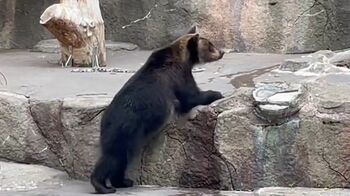 チョウに翻弄されるヒグマ！？ひらひら舞うチョウを追って右往左往　かわいい姿に「ディズニーの世界のよう」【激かわアニマル奇跡の瞬間】