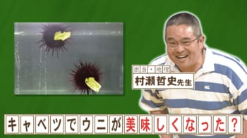 キャベツでウニが美味しくなった理由は？『ネプリーグ』で放送の＜豆知識＞