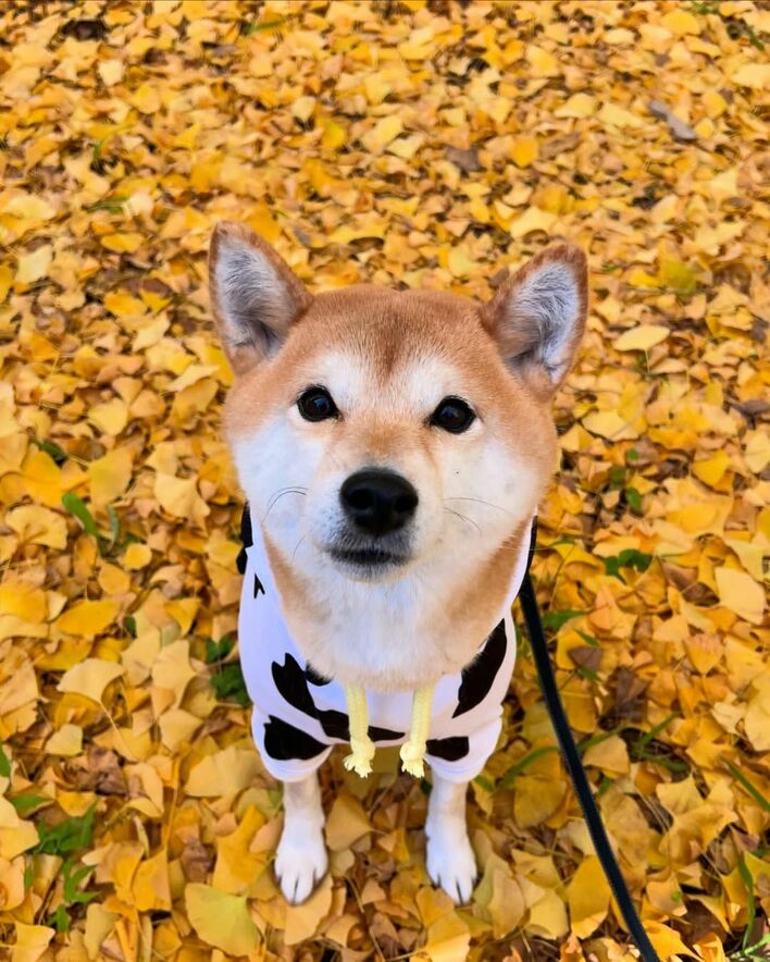 芝犬です。 不審なサンタは絶対に許さないワン！ 柴犬に引っ張られすぎて崩壊した