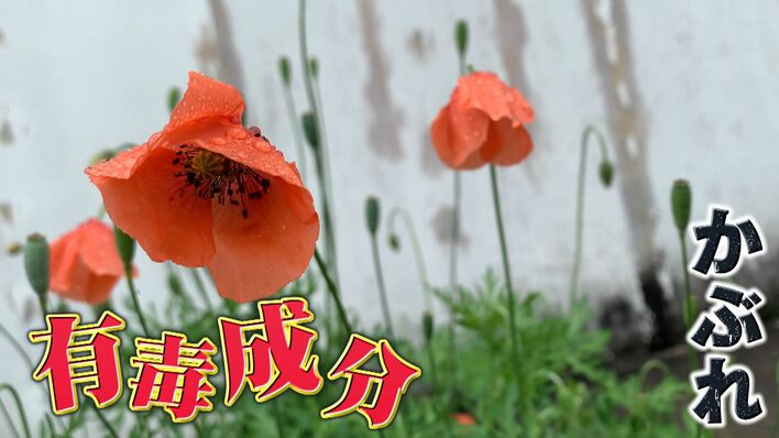 完璧主義 危険】｢ナガミヒナゲシ｣ “触れるとかぶれる”有毒外来植物が繁殖 邦楽