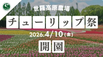 【広島／世羅】75万本のチューリップが咲きあふれる「チューリップ祭」4月10日OPEN！《世羅高原農場》
