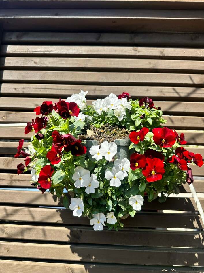 【画像】「盛りだくさんで綺麗！」研ナオコ 自宅テラスに咲き誇る色鮮やかな花々を見る