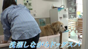 【話題】“進化系コインランドリー”喫茶店・ドッグスパも組み合わせ！さらにはっ水加工できるお店も…利用者「いろんな人が自由に過ごせる空間」