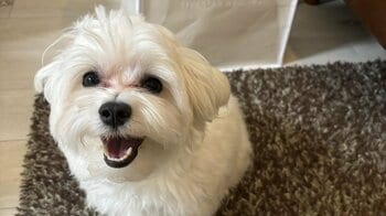 「もっと犬らしい姿勢して」マルチーズの“変すぎるポーズ”が「笑い止まんない！」と大反響！足を絶妙にキープした姿に「体痛くないの？笑」【激かわアニマル奇跡の瞬間】
