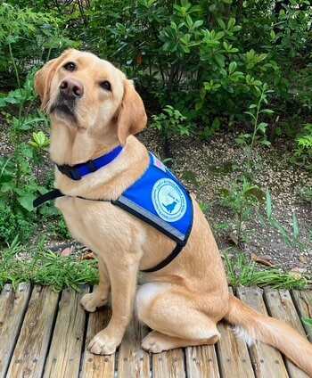 西日本初　兵庫県立こども病院にホスピタル・ファシリティドッグ(R)︎導入へ