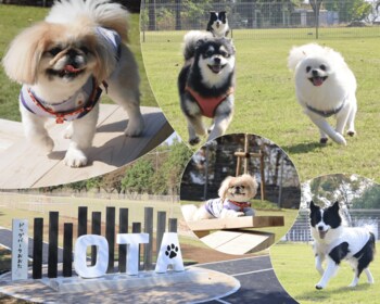 【群馬県太田市】愛犬家の皆さまに嬉しいニュース♪ドッグパークおおたがオープン！※熊の出没情報が寄せられたため、プレオープンを中止、オープニングセレモニーを延期とします。