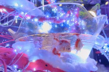 【お台場アク和リウム】白と青の光に包まれる、冬季限定イルミネーション展示「冬銀河」開催！入口からメイン水槽まで、雪と氷柱と星屑のような光で館内全体を冬の銀河空間に