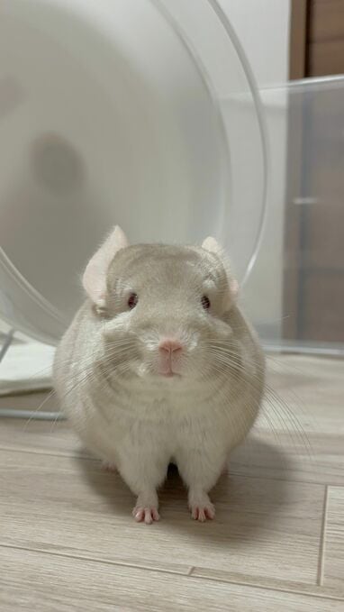 上品に