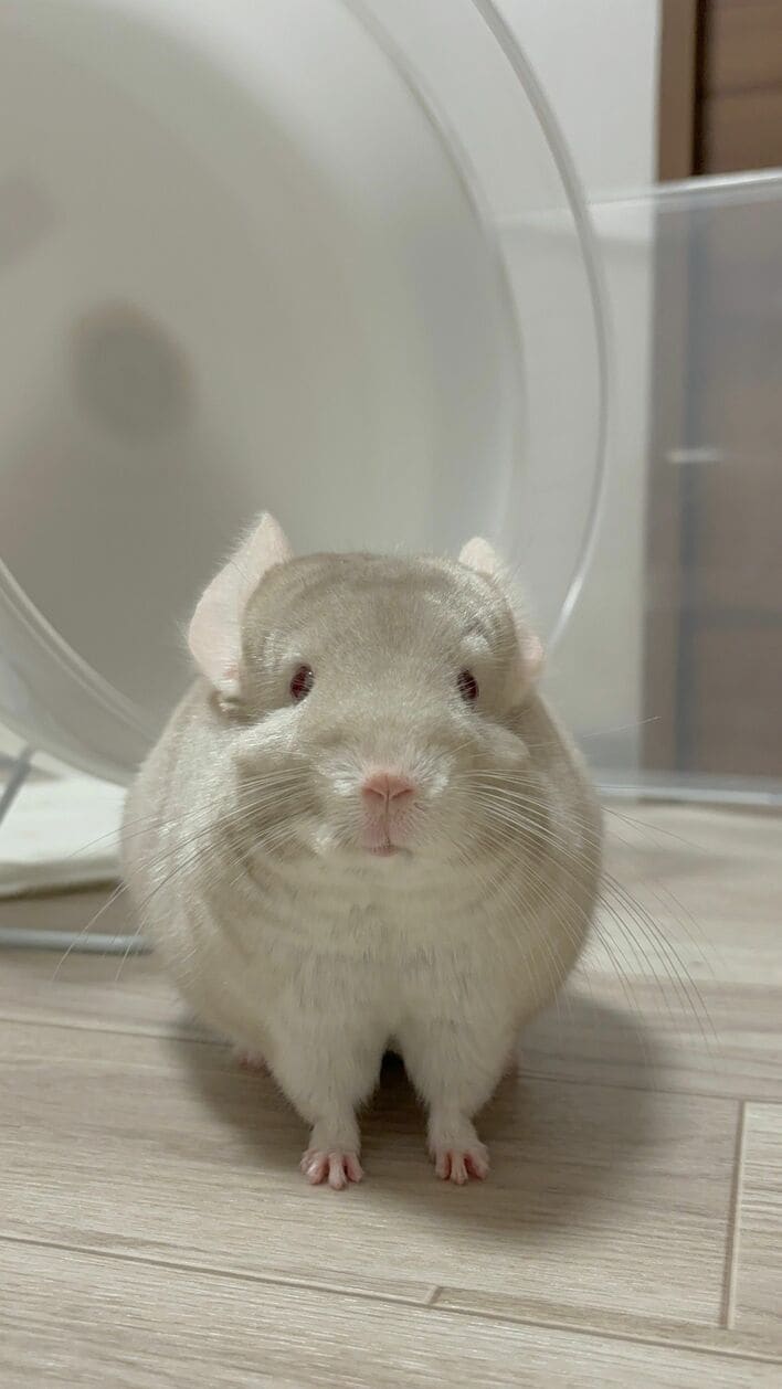 上品に