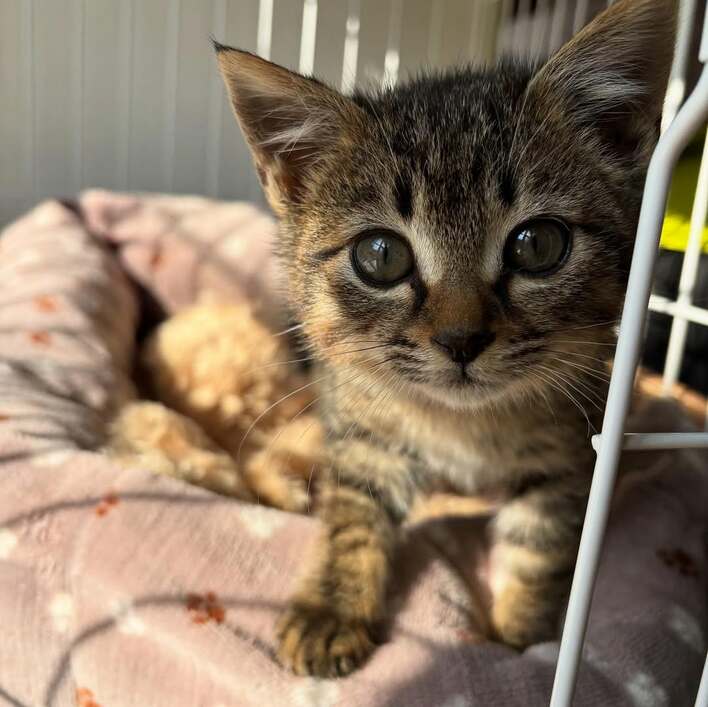 柴犬が好きすぎる子猫が話題！全身にくまなく甘がみやキスなど“激しい