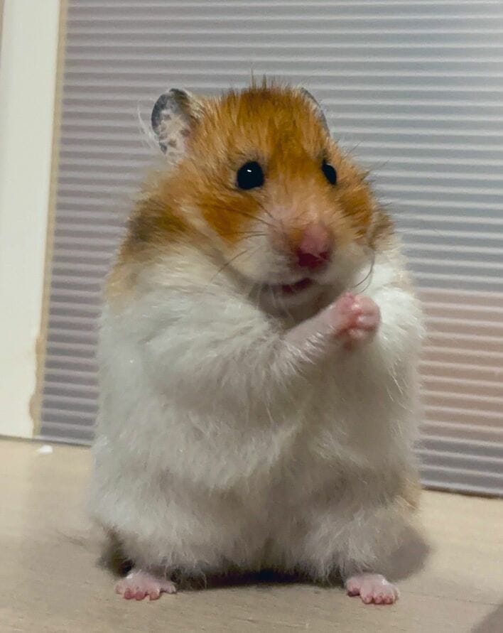 うまるちゃん フーディ ハムスター 激レア フリーサイズ 早い者勝ち 正義のヒーロー参上か！？ハムスターの脇腹高速カキカキが話題！躍動感