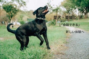 その鳴き声、甘え？それとも不安？犬・猫の気分をAIで予想する「PettiChat」Makuake先行販売