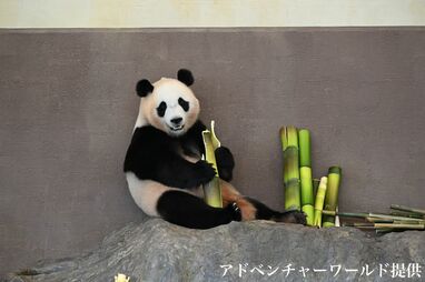 ちいかわ　和歌山アドベンチャーワールドパンダイメージ ちいかわ 和歌山アドベンチャーワールドパンダイメージ - メルカリ