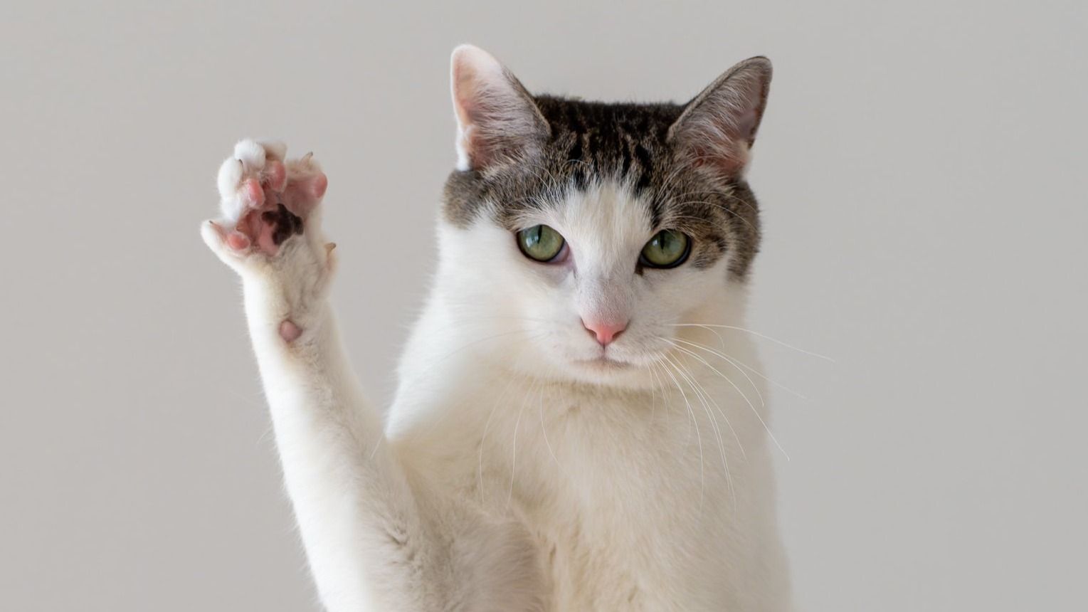 重力を克服！？“忍者すぎる”猫が話題！SNSで「スパイダーニャン」と大