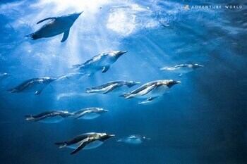 ２５０羽のペンギンとともに体験を生み出す世界初の共創型インタラクティブアート　「ペンギンワールドラウンジ」誕生　音楽・香り・映像　デジタルアートがつなぐ、ペンギンのリズムと共鳴する空間