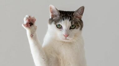 重力を克服！？“忍者すぎる”猫が話題！SNSで「スパイダーニャン」と大