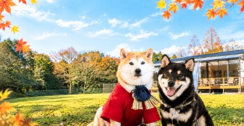 「愛犬と、秋風そよぐ伊勢でリトリート旅」和モダンなグランピング施設【ラグジュアリートレーラーズ離宮伊勢】にて