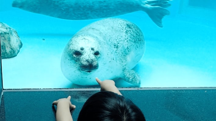 寿司を握る？ごまをする？アザラシの不思議な動きが話題に！あなたの